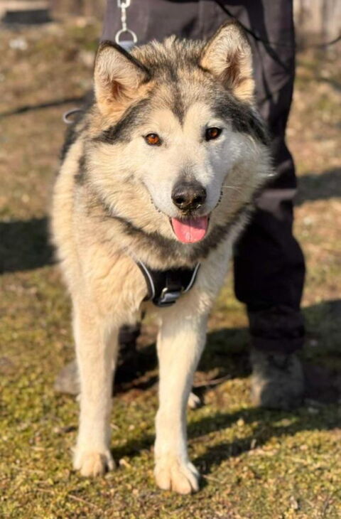 Akim