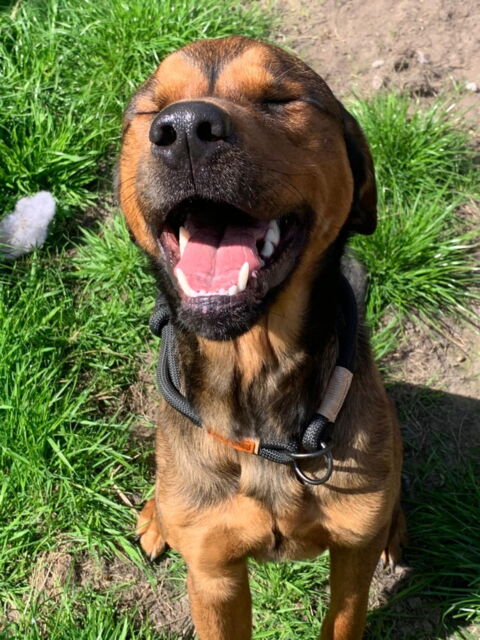 Balou
